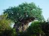 Day2-AnimalKingdom-001.JPG