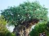 Day2-AnimalKingdom-004.JPG