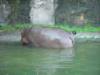 Day2-AnimalKingdom-006.JPG