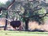 Day2-AnimalKingdom-008.JPG