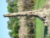 Day2-AnimalKingdom-009.JPG