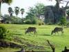 Day2-AnimalKingdom-013.JPG