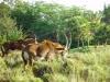Day2-AnimalKingdom-014.JPG