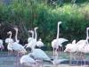 Day2-AnimalKingdom-015.JPG