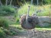 Day2-AnimalKingdom-018.JPG