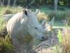 Day2-AnimalKingdom-022.JPG
