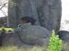 Day2-AnimalKingdom-025.JPG
