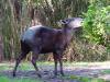 Day2-AnimalKingdom-028.JPG