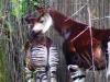 Day2-AnimalKingdom-029.JPG