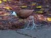 Day2-AnimalKingdom-031.JPG