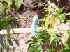 Day2-AnimalKingdom-034.JPG