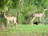 Day2-AnimalKingdom-035.JPG
