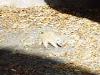 Day2-AnimalKingdom-037.JPG