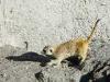 Day2-AnimalKingdom-038.JPG