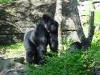 Day2-AnimalKingdom-043.JPG