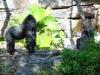 Day2-AnimalKingdom-044.JPG