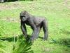 Day2-AnimalKingdom-045.JPG