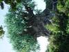 Day2-AnimalKingdom-046.JPG