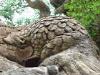 Day2-AnimalKingdom-048.JPG