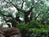 Day2-AnimalKingdom-049.JPG