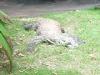 Day2-AnimalKingdom-053.JPG