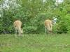 Day2-AnimalKingdom-057.JPG
