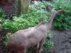 Day2-AnimalKingdom-063.JPG