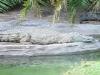 Day2-AnimalKingdom-066.JPG