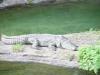 Day2-AnimalKingdom-067.JPG