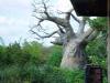 Day2-AnimalKingdom-068.JPG