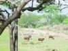 Day2-AnimalKingdom-069.JPG
