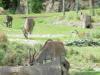 Day2-AnimalKingdom-071.JPG