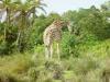 Day2-AnimalKingdom-072.JPG