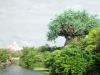 Day2-AnimalKingdom-077.JPG