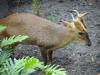 Day2-AnimalKingdom-083.JPG