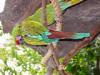 Day2-AnimalKingdom-084.JPG
