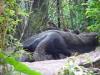 Day2-AnimalKingdom-085.JPG