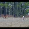 Assateague20060114-09.JPG