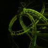 BuschGardens-20040925-39.JPG