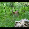 GreatFalls-20040613-07.JPG