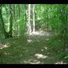PrinceWilliamNationalForest-20040523-02.JPG