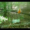 PrinceWilliamNationalForest-20040523-03.JPG