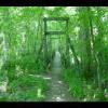 PrinceWilliamNationalForest-20040523-06.JPG