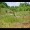 PrinceWilliamNationalForest-20040523-09.JPG