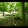 PrinceWilliamNationalForest-20040523-12.JPG