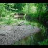 PrinceWilliamNationalForest-20040523-14.JPG