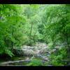 PrinceWilliamNationalForest-20040523-16.JPG