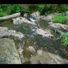PrinceWilliamNationalForest-20040523-19.JPG