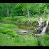 PrinceWilliamNationalForest-20040523-26.JPG