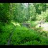 PrinceWilliamNationalForest-20040523-27.JPG
